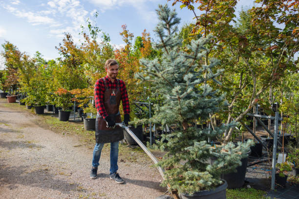 Best Fruit Tree Pruning  in Browns Mills, NJ