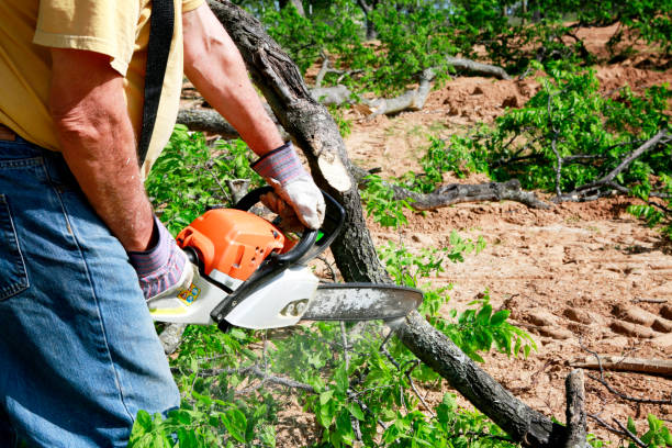 How Our Tree Care Process Works  in  Browns Mills, NJ